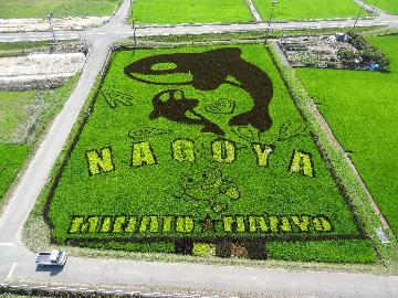 写真:田んぼアート