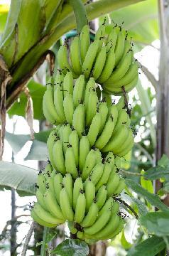 写真：モンキーバナナ