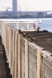 写真：名港のすずめたち