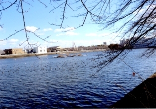 写真：荒子川の川面に浮かぶ水鳥