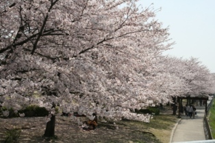 写真：荒子川公園の桜並木