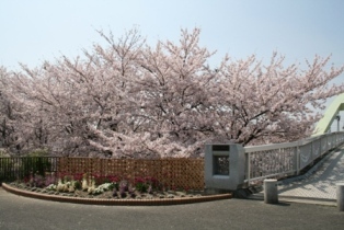写真：荒子川公園の桜並木と花壇