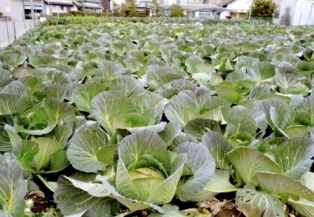 写真：野菜畑