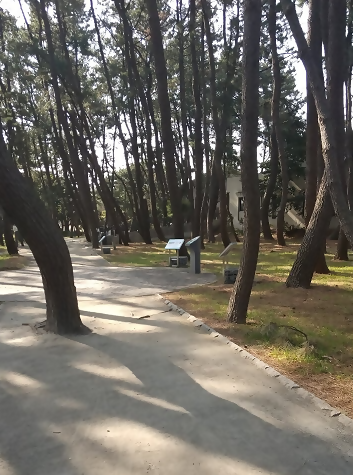 写真：稲永公園内の松林の様子