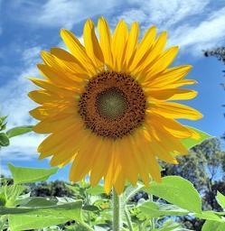 ひまわりの写真