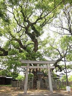 クスノキの写真