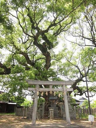 村上社のクスノキの写真