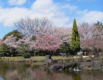 大江川緑地の写真