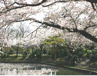 呼続公園曽池の周りに咲くサクラの写真