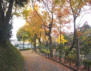 呼続公園紅葉した木々の写真