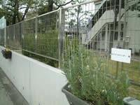 大同特殊鋼のハーブの写真