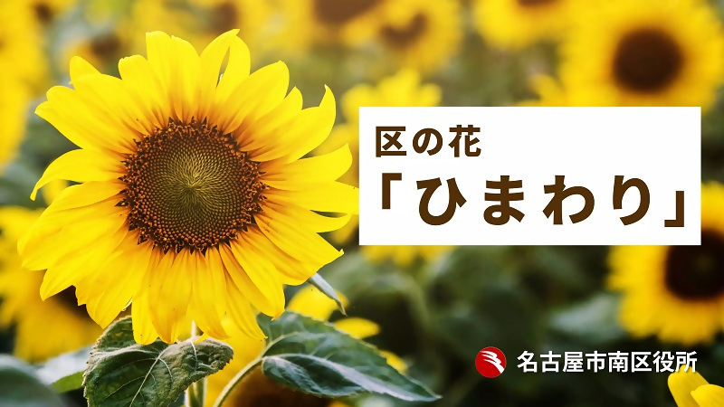 区の花ひまわりのPR動画サムネイル