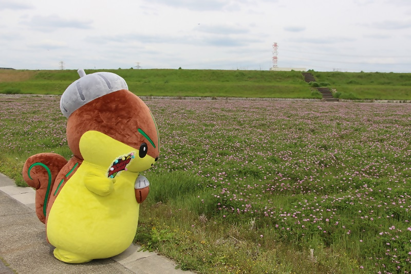 レンゲ畑を見るモリスちゃんの写真