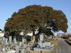 クロガネモチの写真