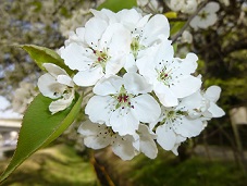 写真:マメナシの花