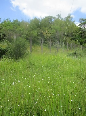 写真:秋の八竜緑地自然観察会の様子