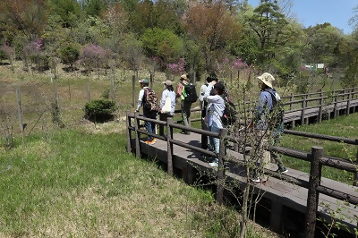 写真:ハルリンドウ