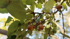 写真:マメナシの実