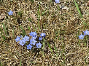 写真:ハルリンドウ