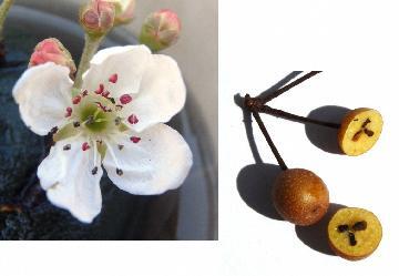 写真：マメナシ