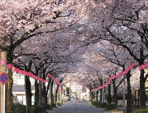 桜並木の写真