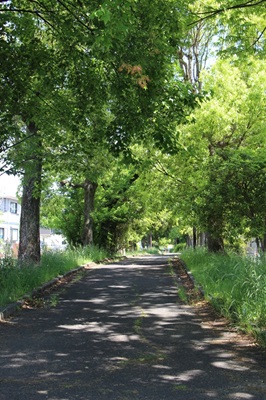 すいどうみち緑道の写真