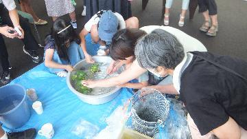 写真：メダカすくいの様子