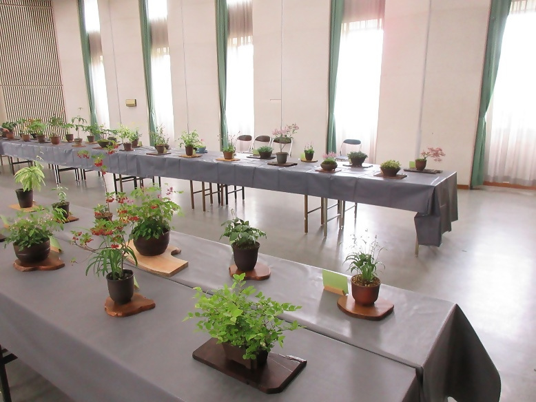 山野草展の写真