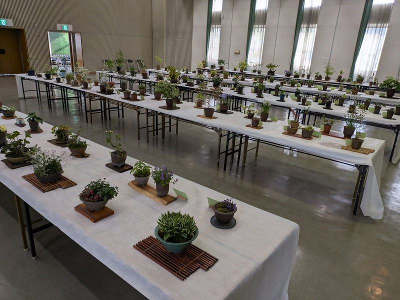 山野草展の写真