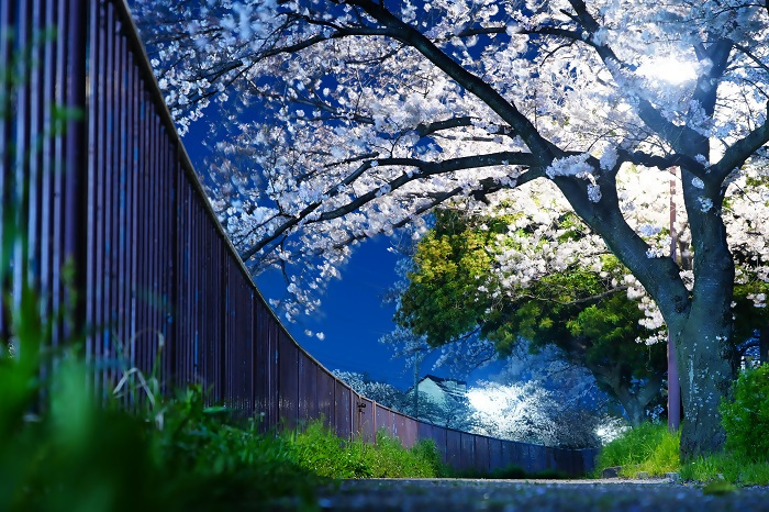 扇川川沿いで撮影された写真