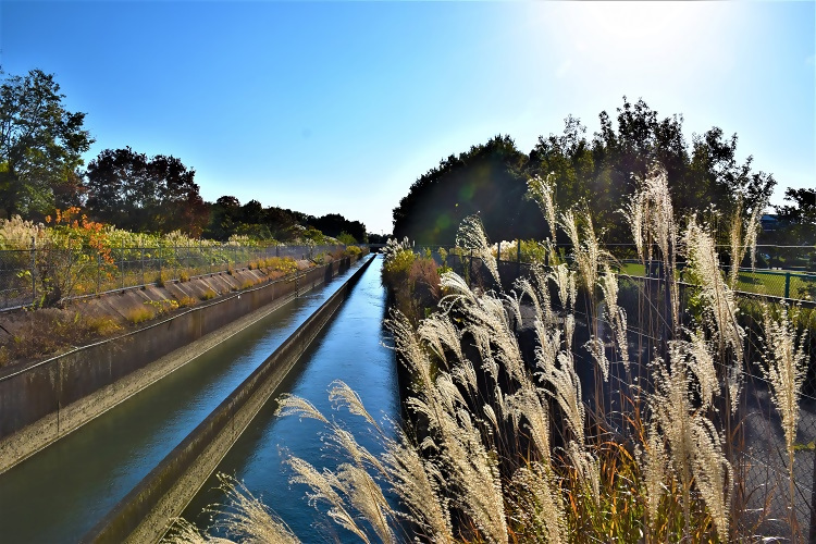 勅使ヶ池緑地横の愛知用水で撮影された写真