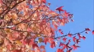 動画サムネイル:秋の要池公園