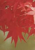 写真：カエデ