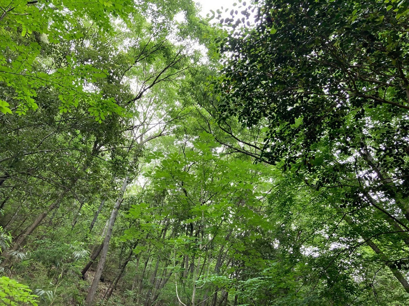 写真:百々ヶ峰の美しい自然