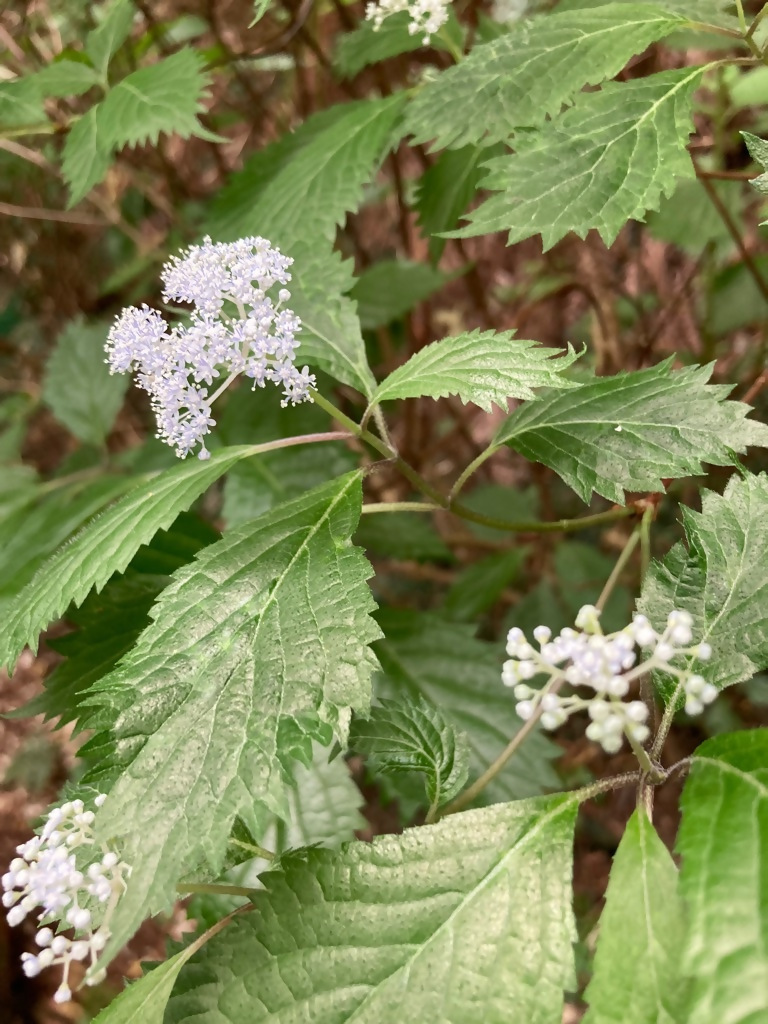 写真:百々ヶ峰の美しい花