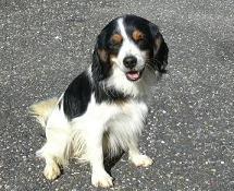 写真:動物愛護センターのアイドル・けんちゃん