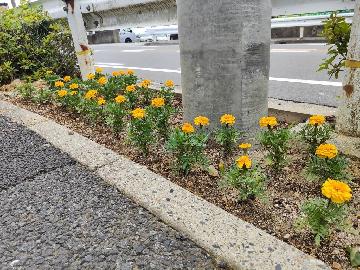 写真：花植え活動の様子3
