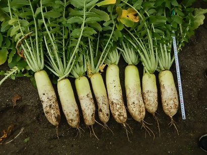 徳重だいこんの写真