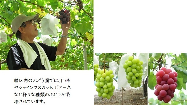 生産農家とぶどうの写真。緑区内のぶどう園では、巨峰やシャインマスカット、ピオーネなど様々な種類のぶどうが栽培されています。
