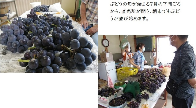 直売所とぶどうの写真。ぶどうの旬が始まる7月下旬ごろから、直売所が開き、朝市でもぶどうが並び始めます。