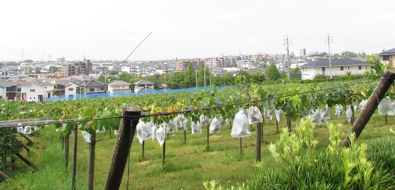 ぶどう園の写真