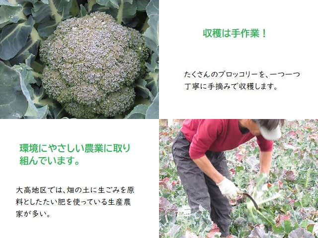ブロッコリーと手摘みの写真。収穫は手作業！たくさんのブロッコリーを、1つ1つ丁寧に手摘みで収穫します。環境にやさしい農業に取り組んでいます。大高地区では、畑の土に生ごみを原料としたたい肥を使っている生産農家が多い。
