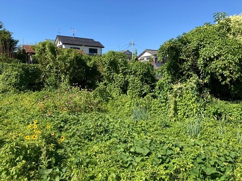 清水寺遺跡の写真2