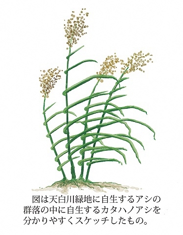 イラスト:方葉の葦