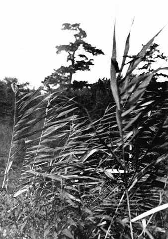 方葉の葦の写真2