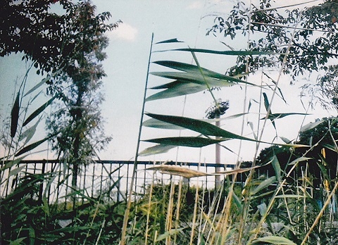 方葉の葦の写真1