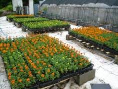 写真：こもれび広場の苗床