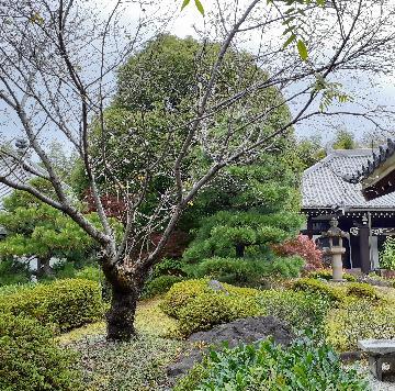 写真：庭がきれいな長寿寺境内の桜の木