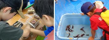 写真：第8会議室の昆虫やザリガニとのふれあいの様子