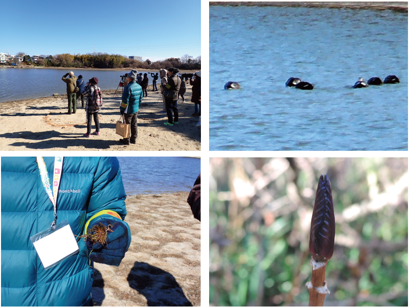 写真:牧野池の干潟で水鳥の観察風景